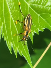 Chauliognathus marginatus