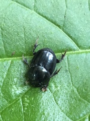 Onthophagus