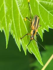 Chauliognathus marginatus