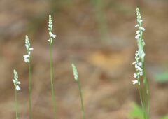 Spiranthes tuberosa