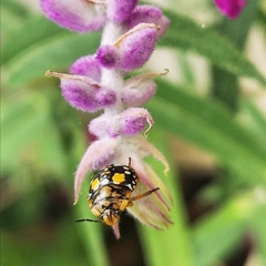 Chinavia marginata