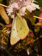 Colias philodice