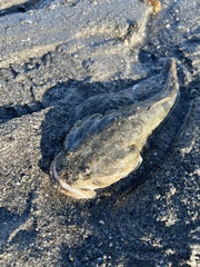 Leptocottus armatus