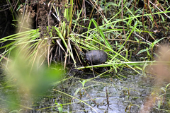 Chrysemys picta picta