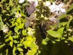 Megachile
