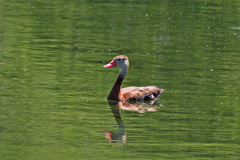 Dendrocygna autumnalis