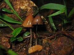 Psilocybe