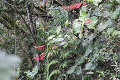 Warszewiczia coccinea