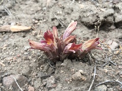 Aphyllon corymbosum