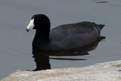 Fulica americana