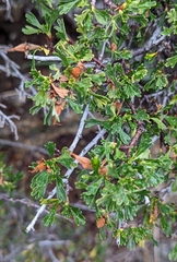 Purshia tridentata