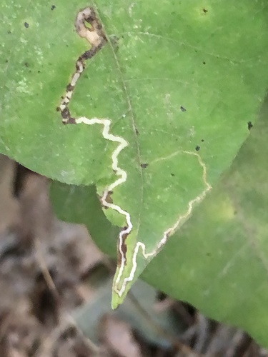 Stigmella prunifoliella group photo 5
