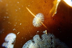 Corambe steinbergae