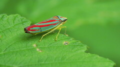 Graphocephala
