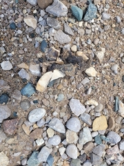 Chrysemys picta marginata