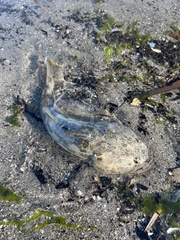 Leptocottus armatus
