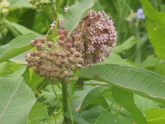 Chauliognathus marginatus