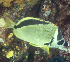 Johnrandallia nigrirostris