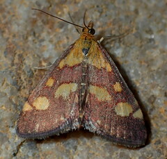 Pyrausta purpuralis