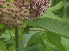 Chauliognathus marginatus