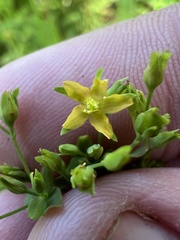 Hypericum mutilum