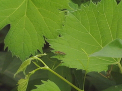 Chauliognathus marginatus