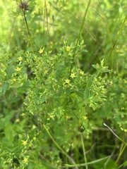 Hypericum mutilum
