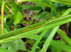 Ophiomyia kwansonis
