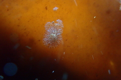 Corambe steinbergae