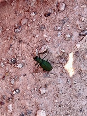 Cicindela nigrocoerulea