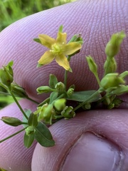 Hypericum mutilum