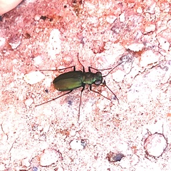 Cicindela nigrocoerulea