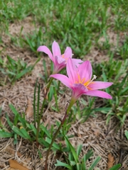 Zephyranthes