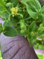 Hypericum mutilum