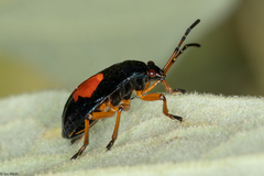 Heteroptera