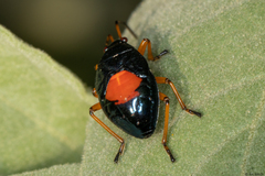 Heteroptera