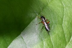 Pimpla