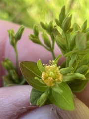 Hypericum mutilum