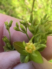 Hypericum mutilum