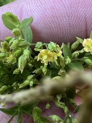 Hypericum mutilum