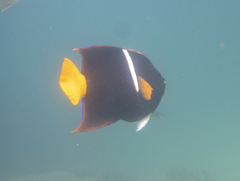 Holacanthus passer