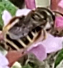 Halictus tripartitus