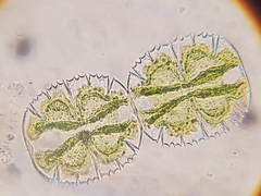 Micrasterias truncata