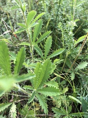 Potentilla simplex