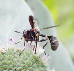 Physocephala marginata