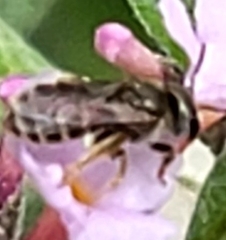 Halictus tripartitus