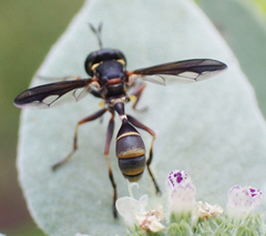 Physocephala marginata