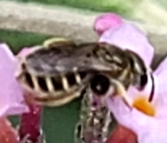 Halictus tripartitus