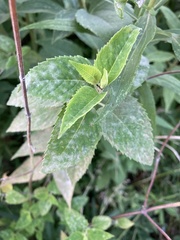 Erysiphaceae