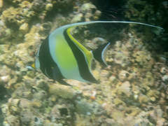 Zanclus cornutus